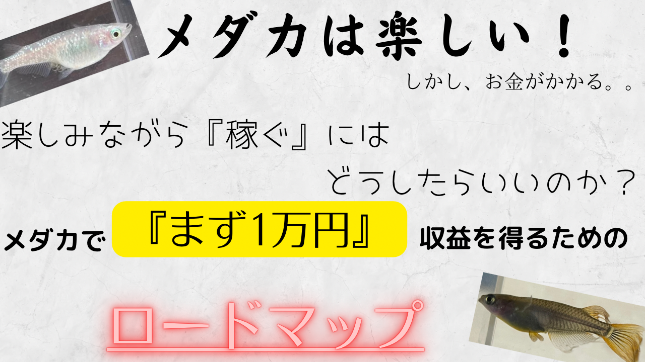 メダカの飼い方とは？知るべき3つのこと！水槽や水草、寿命と卵についても解説 | ネド》めだかブログ