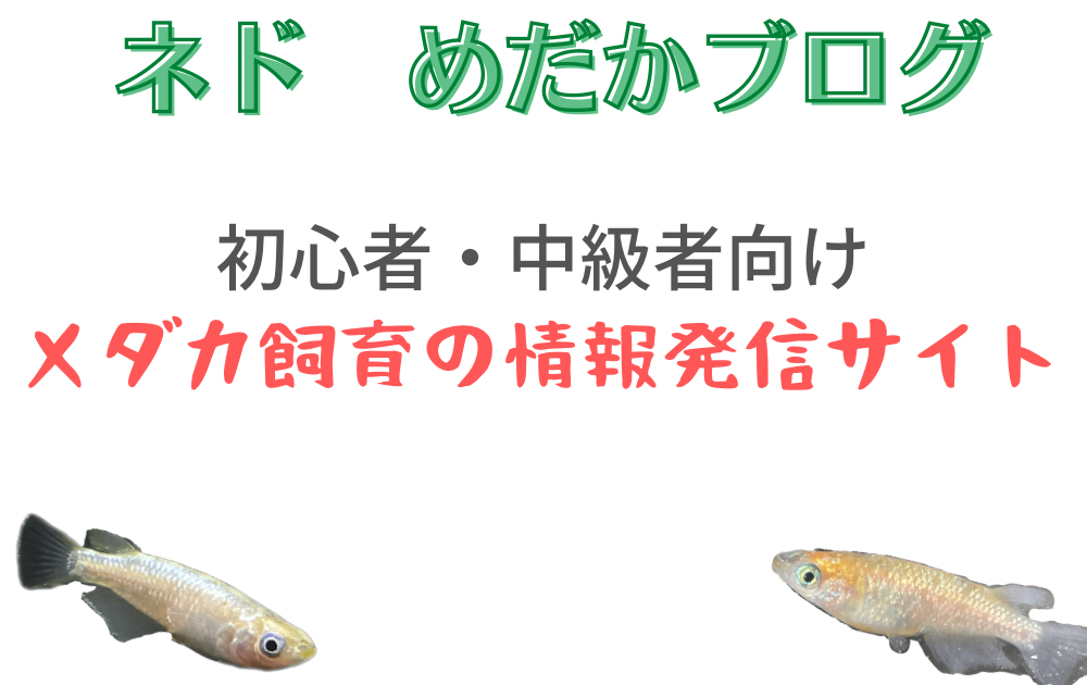 メダカの飼い方とは 知るべき3つのこと 水槽や水草 寿命と卵についても解説 ネド めだかブログ