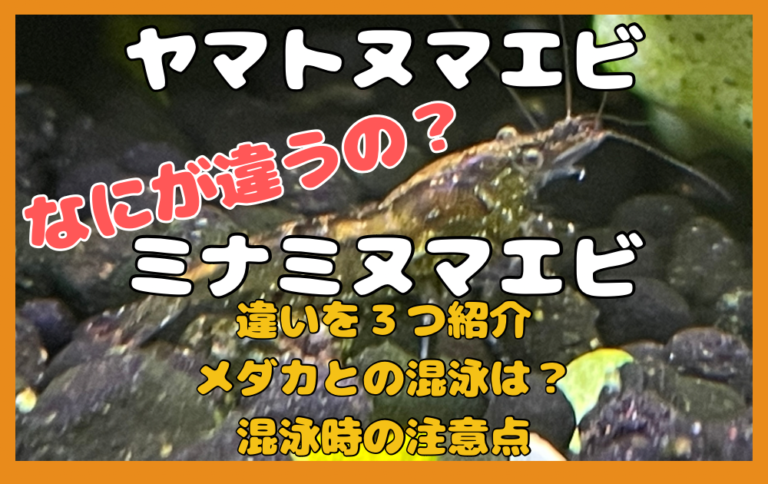 ヤマトヌマエビとミナミヌマエビの違いは?メダカとの混泳可能!注意点を解説 | ネド》めだかブログ