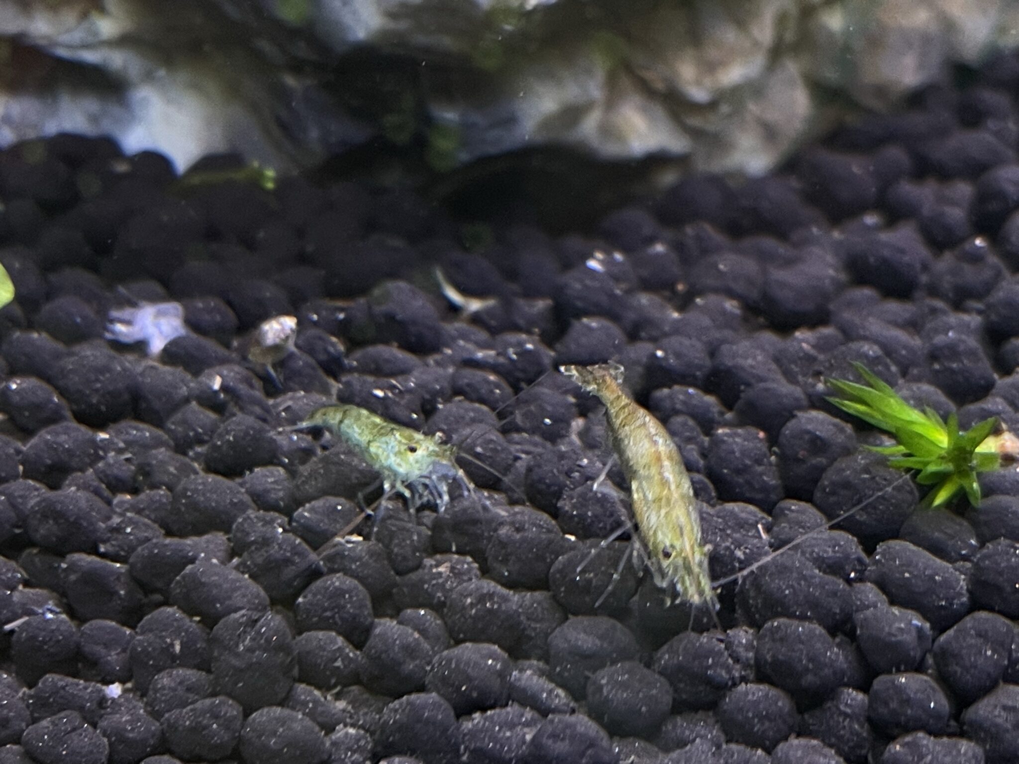 ヤマトヌマエビとミナミヌマエビの違い: ミナミヌマエビ 見分け方 – OXEJJ